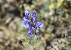Lupinus nanus