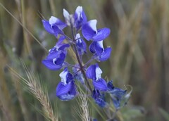 Lupinus nanus