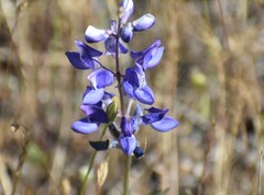 Lupinus nanus