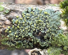 Phaeophyscia pusilloides