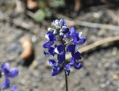 Lupinus nanus
