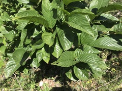 Rhamnus fallax