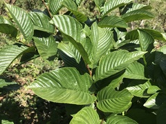 Rhamnus fallax