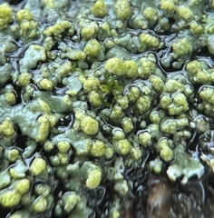 Phaeophyscia pusilloides