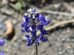 Lupinus nanus