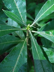 Rhododendron luteum