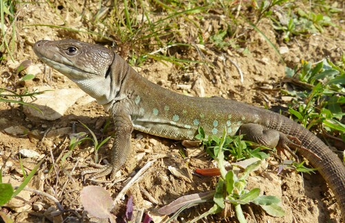 Sierra Nevada Ocellated Lizard, photo 2 of 10