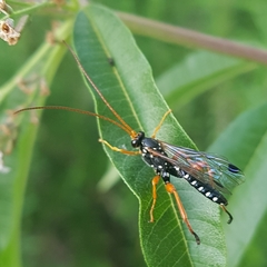 Echthromorpha