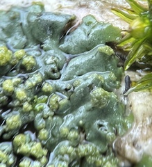 Phaeophyscia pusilloides