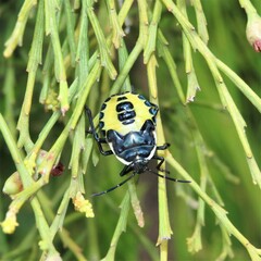 Commius elegans