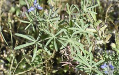 Lupinus nanus