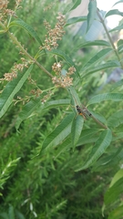 Echthromorpha
