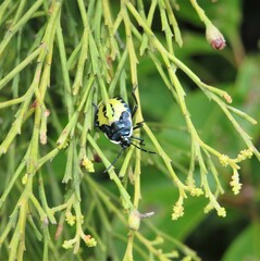 Commius elegans