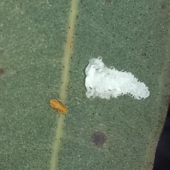 Eucalyptolyma maideni