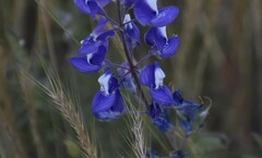 Lupinus nanus