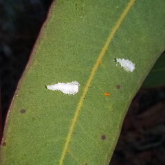 Eucalyptolyma maideni