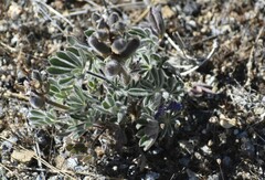 Lupinus spectabilis