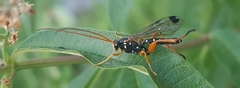 Echthromorpha