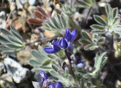 Lupinus spectabilis