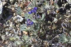 Lupinus spectabilis