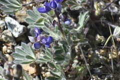 Lupinus spectabilis
