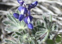 Lupinus spectabilis