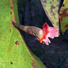 Apiomorpha rosaeformis