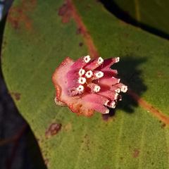 Apiomorpha rosaeformis