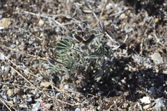 Lupinus spectabilis