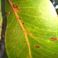 Apiomorpha rosaeformis