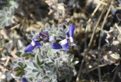 Lupinus spectabilis