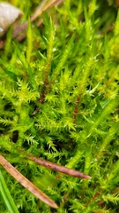 Calliergonella cuspidata