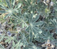 Lupinus spectabilis