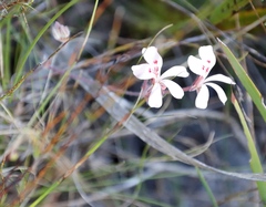 Pelargonium pinnatum