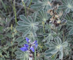 Lupinus spectabilis