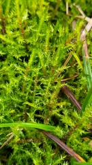 Calliergonella cuspidata