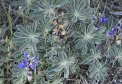 Lupinus spectabilis
