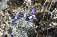 Lupinus spectabilis