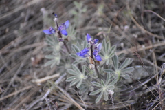 Lupinus spectabilis