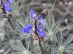 Lupinus spectabilis