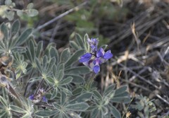 Lupinus spectabilis