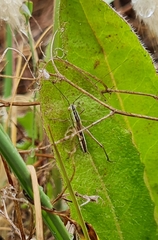 Conocephalus bilineatus