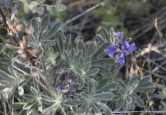 Lupinus spectabilis