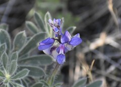 Lupinus spectabilis