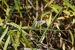 Pieris rapae rapae
