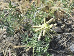 Lupinus spectabilis