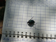 Calosoma sycophanta