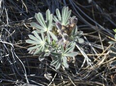 Lupinus spectabilis