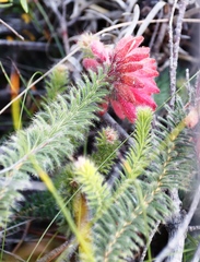 Erica cerinthoides cerinthoides