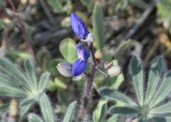 Lupinus spectabilis